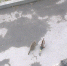 Фото4637.jpg - Ozersk74.Ru