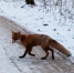 001-2024-02-02-lis.jpg - Ozersk74.Ru