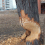 y8yiqihls8hs8nceyry3vq5yb3gkvq9c.jpg - Ozersk74.Ru